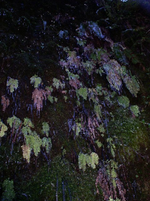 Silver Falls 12.10.05 026 